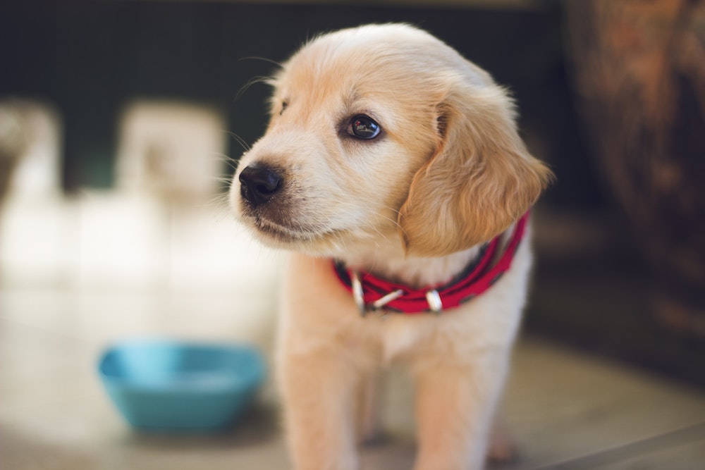 pet health insurance Powell OH